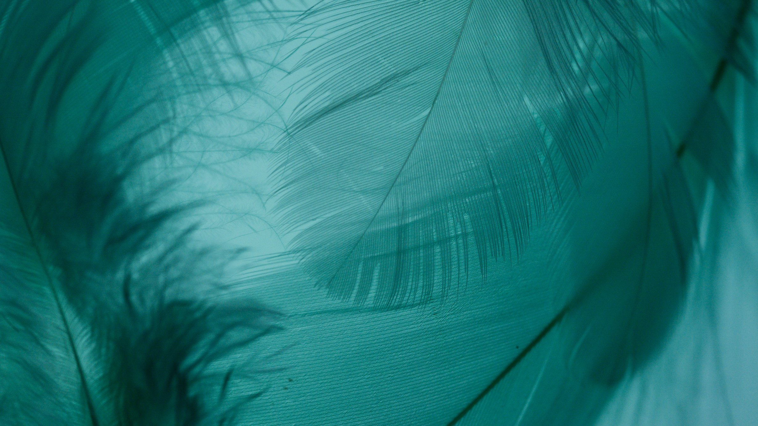 Close-up Shot of Feathers on a Teal Background